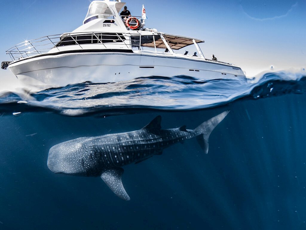 catamaran whale shark tour exmouth